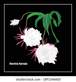 Bramha Kamala night blooming flowers . Vector abstract art of flower. Natural and beautiful flower.