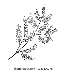 Branch of acacia tree with small leaves, outline floral sketch on white background. Minimalist design. Vector for eco products, botanical, natural illustration, coloring book, forest, garden element.