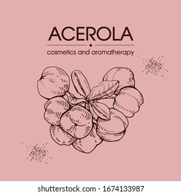 Branch acerola cherry, fruit, flower. Detailed hand-drawn sketches, vector botanical illustration.