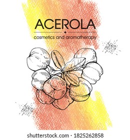 Branch acerola cherry, fruit, flower. Detailed hand-drawn sketches, vector botanical illustration.