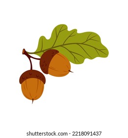 Branch of acorn fruits and leaves, tree leaf, oak autumn leafage cartoon icon. Vector herbarium, autumn leafage foliage symbol. English oak fall leaf