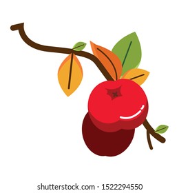 branch with acorns autumn fruits seasonal vector illustration design