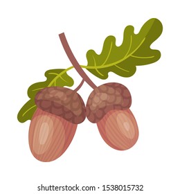 Branch with acorns. Vector illustration on a white background.