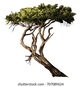 a branch of the African tree sketch vector graphics color picture