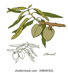 Branch of almond tree with leaf and green almond nuts isolated on white background.
Hand drawn sketch. Vector illustration.