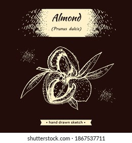Branch of almonds with nuts, fruits.