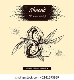 Branch of almonds with nuts, fruits. Detailed hand-drawn sketches, vector botanical illustration.