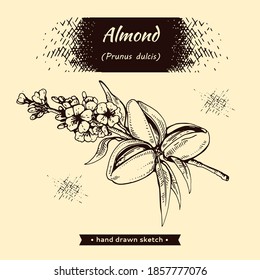 Branch of almonds with nuts, fruits, flowers. Detailed hand-drawn sketches, vector botanical illustration.