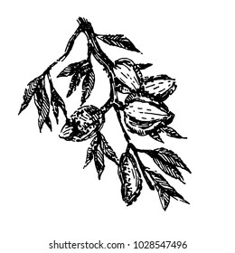 Branch with almonds nuts plant hand draw illustration sketch