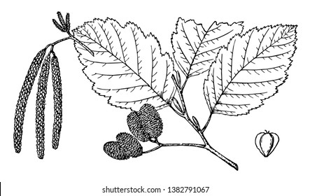 The branch of Alnus Oregon Tree and its pages are large in this frame, vintage line drawing or engraving illustration.