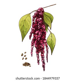 Branch amaranth flowers and seed. Vector color vintage hatching illustration isolated