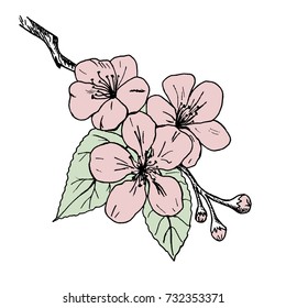 A branch of Apple blossoms. Hand-drawn.