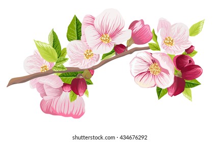 Crab Apple Tree Images Stock Photos Vectors Shutterstock