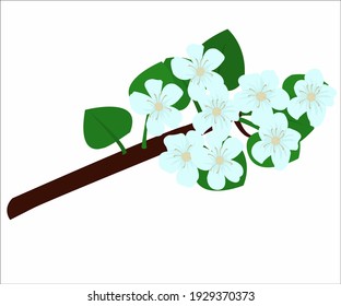 Una rama con flores de manzana.