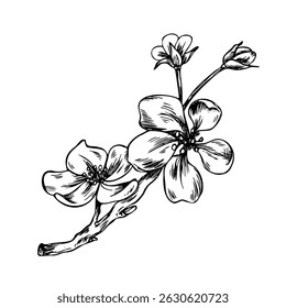 A branch of apple flowers with buds and buds of delicate style. Graphic line art hand drawn ink black and white illustration vector clip art. A separate element isolated