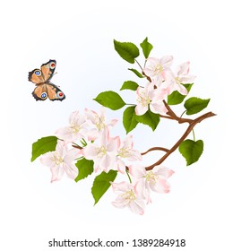 Branch of apple tree with flowers and butterfly watercolor nature background vintage illustration editable hand draw