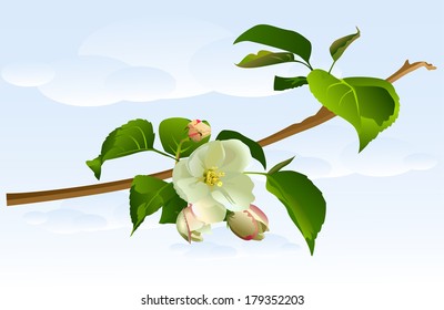 Branch apple tree with flowers. Illustration in vector format