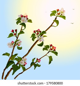Branch apple tree with flowers. Illustration in vector format