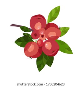 Branch of apple tree. Illustration of a red apples, fruits and leaves isolated on a white background. Food Design Element. Vector art Organic ripe orchard, apple farm. For stickers, gliders, recipes