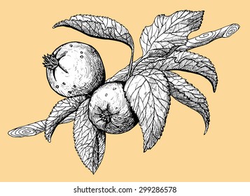 Branch of apple tree with leaves and fruit, monochrome hand drawn illustration on orange background