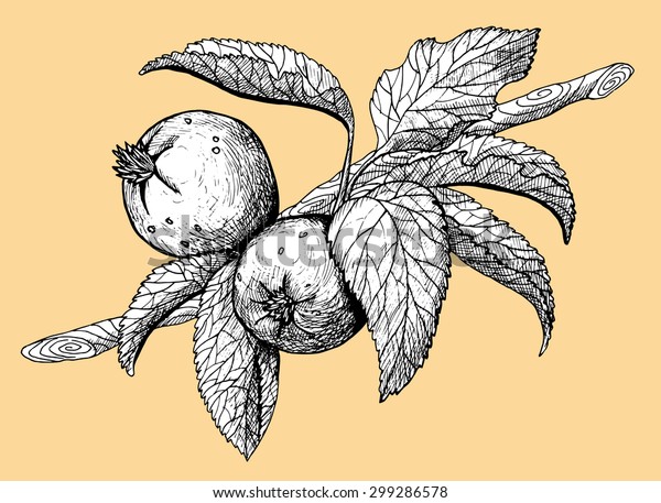 Branch of apple tree\
with leaves and fruit, monochrome hand drawn illustration on orange\
background