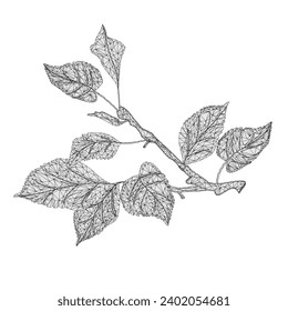 Branch  of apple tree   outline low-polygon on white  background   vector  illustration editable hand draw