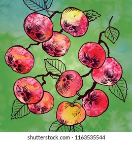 Branch of an apple tree with red apples and leaves on a watercolor background. Watercolor picture. Vector illustration