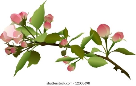 Crabapple Blossom Stock Illustrations Images Vectors Shutterstock