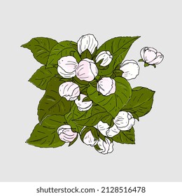branch of apple trees with flowers. Spring apple blossoms, plum. hand drawing