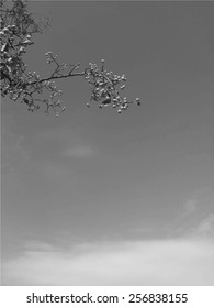 Branch with apples with blue sky. Vector background