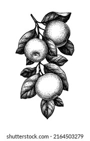 Branch with apples. Ink sketch isolated on white background. Hand drawn vector illustration. Retro style.