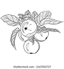 Branch with apples and leaves. Vector illustrations in hand drawn sketch doodle style. Organic botanical illustration isolated on white. Close up apples fruit. Element for coloring book, design, print