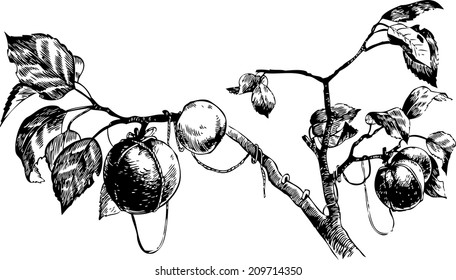 branch with apples, apples, apples on the tree, fresh apples, garden