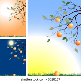 branch of apple-tree in different view