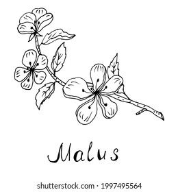 Branch with apple-tree flowers. Vector illustration. Linear drawing of a medicinal plant.