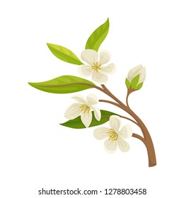 Branch of apricot fruit tree with small blossom flowers. Nature and botany theme. Detailed flat vector icon