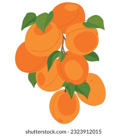 Branch with apricot fruits. Vector. Cartoon ripe apricots with leaves hanging on a tree on a white background. Elements for labels of juice, jam.