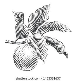 Branch of apricot. Peach. Hand drawn engraving style illustrations.