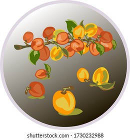 La rama con albaricoques se encuentra en un fondo oscuro redondo.Ilustración vectorial.