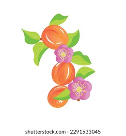 Branch with apricots on white background