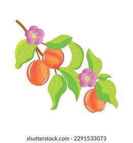 Branch with apricots on white background