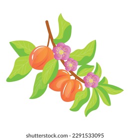 Branch with apricots on white background