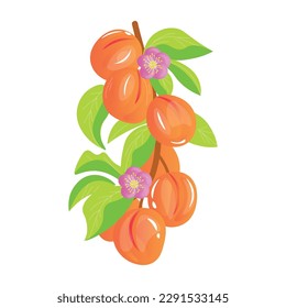 Branch with apricots on white background