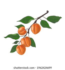 Branch with apricots. Vector hand drawing apricots. Illustration isolated on white background.