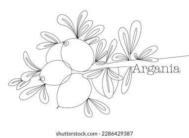 Branch with argan fruits and leaves. Isolated illustration. International Day of Argania. Simple one line drawing for different uses. Vector illustration
