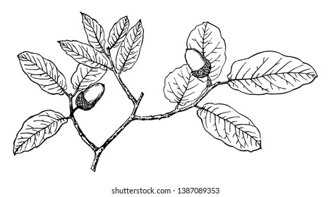 The branch of Arizona White Oak bearing the fruit. It is scientifically known as Quercus Arizonica. The tree is considered to be a member of the oak family. Its leaves are alternate, simple & pinnate.