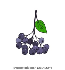 branch of aronia. Bunch of black Rowan. Twig with berries and leaves