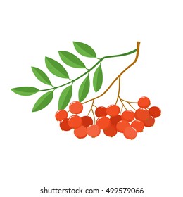 Branch of ash berries isolated on white. Color mountain ashes. Bright berries branch.