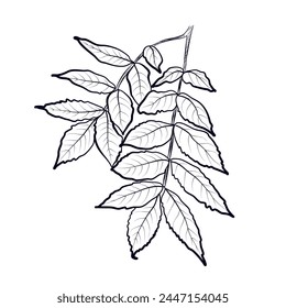 A branch of an ash tree is a hand-drawn vector