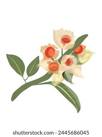 Branch of Ashwagandha (Withania somnifera) or winter cherry on a white background. Vector drawing. Medical and cosmetic product. Close up.	